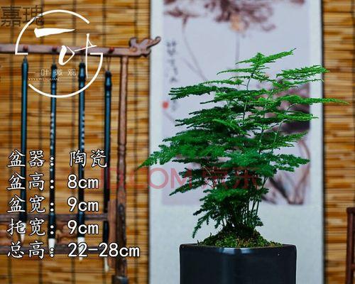 以文竹做微盆景的意义（探索自然之美）