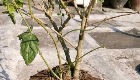 金桔上盆与养护（种植技巧）