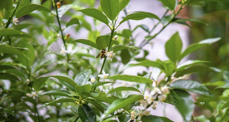 金桔树开花次数的探讨（一年内开花时间）