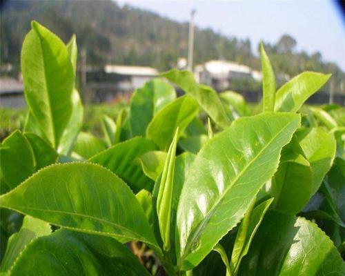 如何保存金骏眉茶（保存时间）
