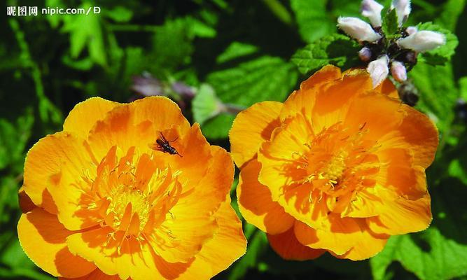 金莲花——越南的国花（了解越南国花——金莲花的来历和特点）