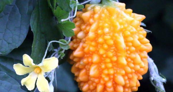 金铃子种植指南（时间、方法、注意事项）