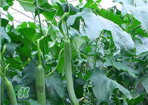 金丝瓜的种植时间和方法（合适的种植月份）