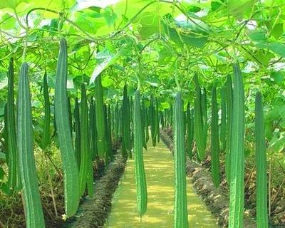 金丝瓜的种植时间和方法（合适的种植月份）