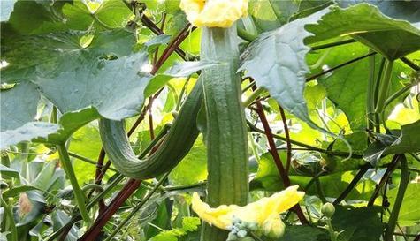 金丝瓜的种植时间和方法（合适的种植月份）