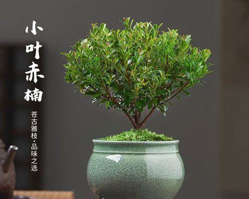 金丝楠木盆栽的养护与技巧（金丝楠木的盆栽魅力及细节注意事项）