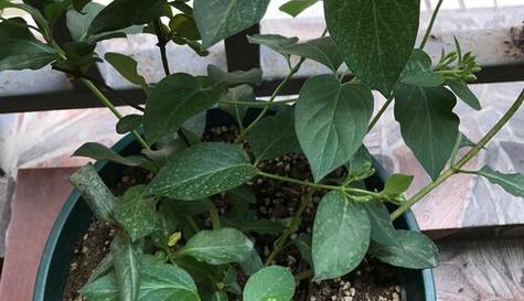 金银花的肥料管理（合适的肥料方案）
