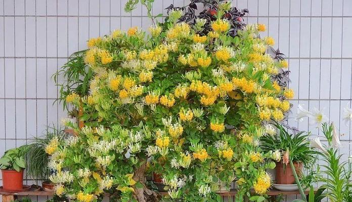 金银花老桩的养护之道（让你的金银花老桩开出更美的花）