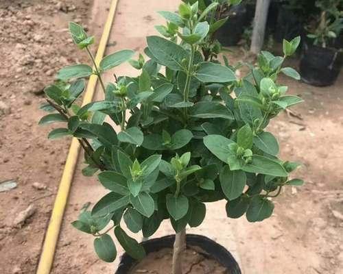 盆栽金银花用多大的盆合适（探寻盆栽金银花盆器大小的秘密）