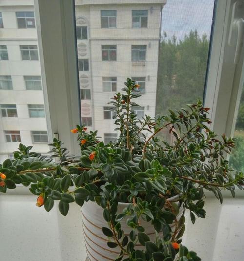 金鱼吊兰的水培与土培——哪种更适合（比较土培和水培的优劣）
