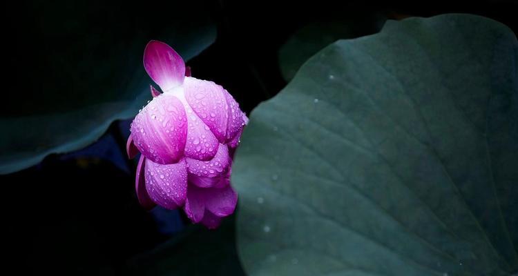 蓝荷花花语的深刻含义（揭示蓝荷花花语的世界）