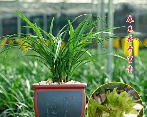 以兰花为象征的高雅女性（从古至今）