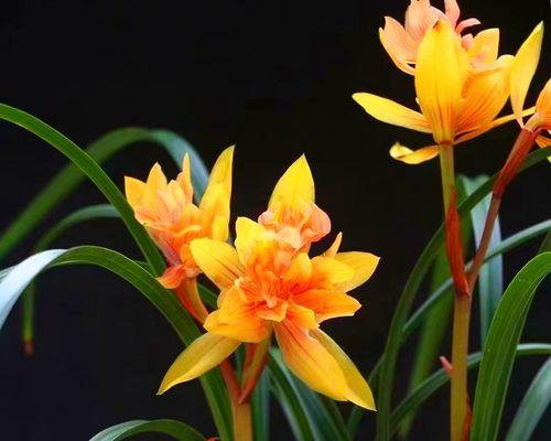 以兰花为象征的高雅女性（从古至今）