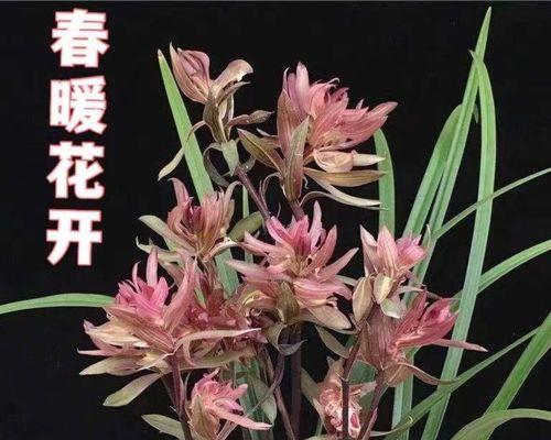以兰花为象征的高雅女性（从古至今）