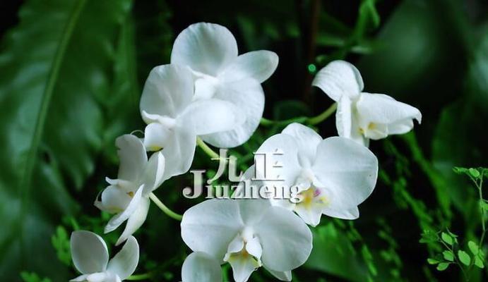 兰花的花语与象征意义（揭示兰花的神秘符号及其传递的寓意）