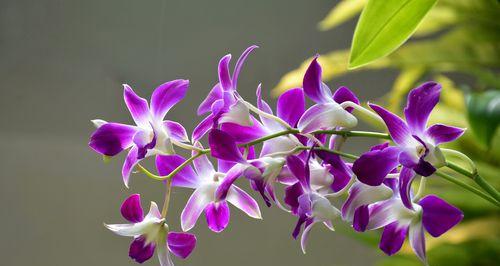 兰花的寓意与象征（传承千年的高贵之花）