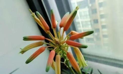 芦荟开花（探寻芦荟开花的花语之美）