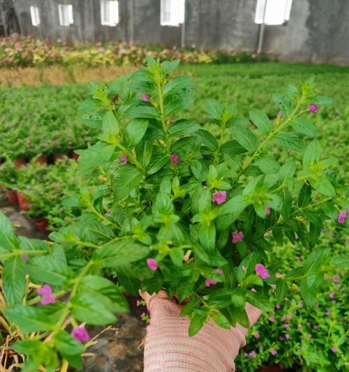 绿色满天星花语与自然的呼唤（以花语为媒介）