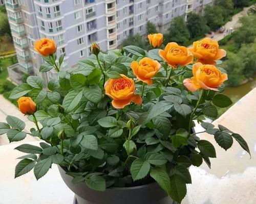 探寻玫瑰花的品种和意义（绽放在世界的花海）