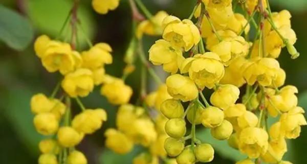 米兰花语（一朵花）