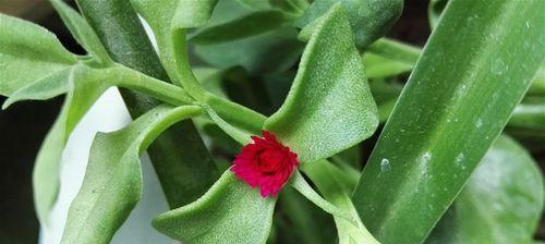 牡丹吊兰花语（探寻牡丹吊兰的花语之美）