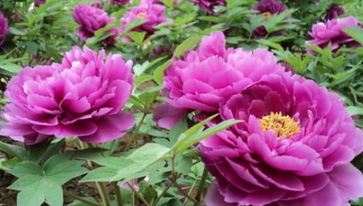牡丹花的花语和寓意（探寻牡丹花的含义与象征）