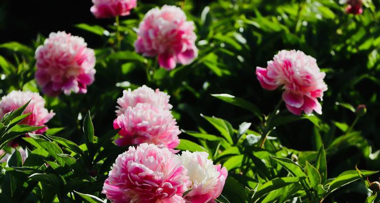 牡丹花开的寓意——花开富贵（富贵华丽、祥瑞吉庆）