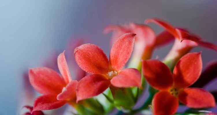 花开寿春，长寿花语（花开寿春）