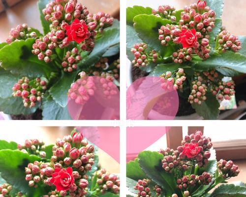 花开寿春，长寿花语（花开寿春）
