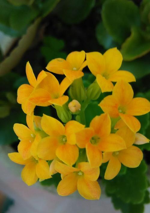 花开寿春，长寿花语（花开寿春）