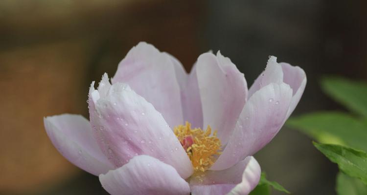 芍药花的花语（以芍药花为主题的花语）