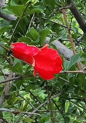 石榴花的花语（绽放红艳的爱情之花）