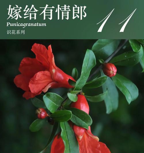石榴花的风水含义与祥瑞之意（解读石榴花的吉祥象征及应用风水之道）