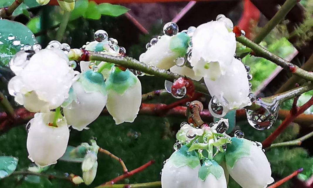 长寿花语——以何种花为主题（揭示长寿花语的秘密）
