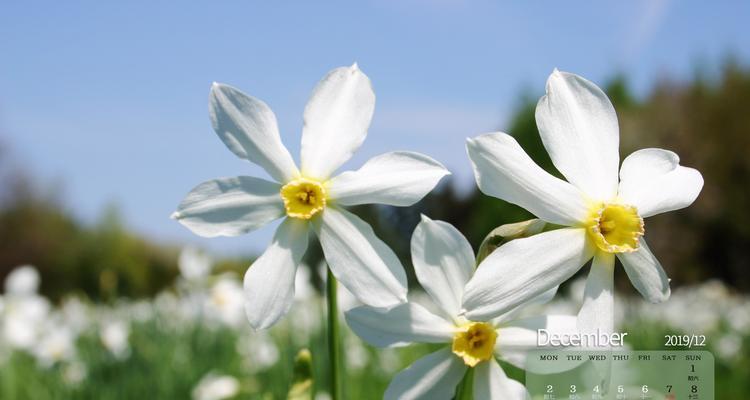 水仙花（美丽绽放的花朵中文）