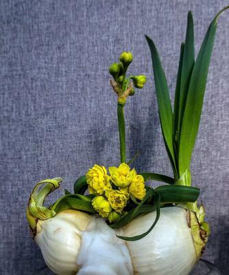 水仙花的美丽与寓意（探寻花卉中的高贵与纯洁）