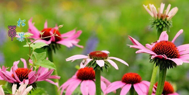 松果菊花语（探寻松果菊的花语与意义）