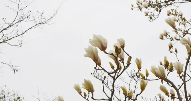 天目木兰花（探寻天目木兰的文化底蕴与美丽之道）