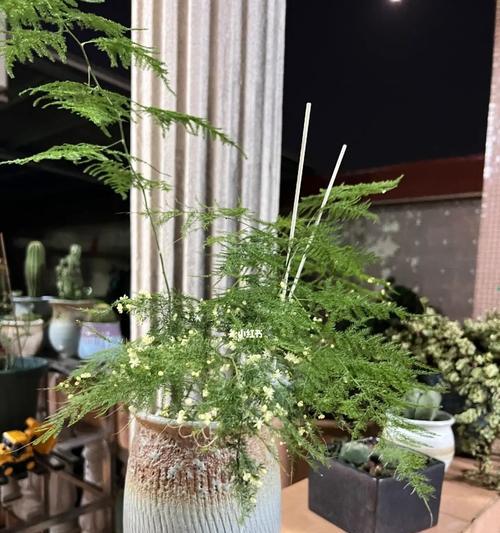 文竹开花的意义与象征（解读文竹开花的奇迹及其寓意）