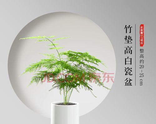 文竹微盆景的意义（以文竹为载体）