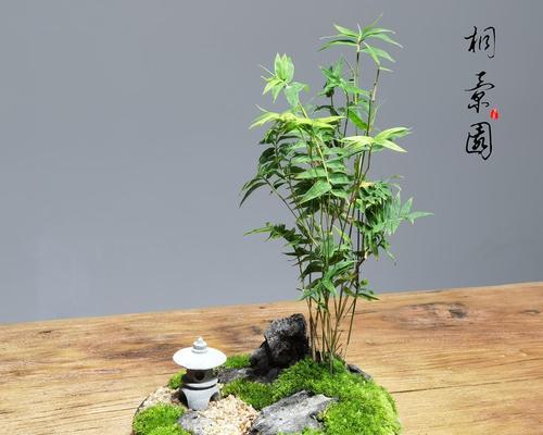 文竹微盆景的意义（以文竹为载体）