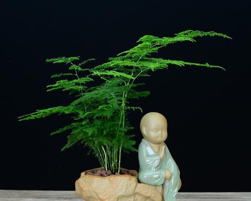 文竹微盆景的意义（以文竹为载体）
