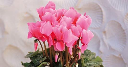 仙客来花的花语（探索仙客来花语的美妙意义）