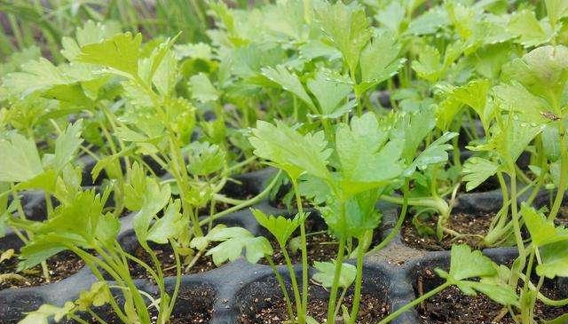 详细解析芹菜的生长条件和种植技巧，掌握芹菜的生长要点（详细解析芹菜的生长条件和种植技巧）