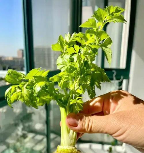 芹菜水培的方法与技巧