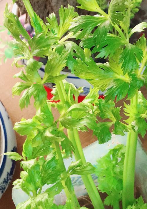 芹菜水培的方法与技巧