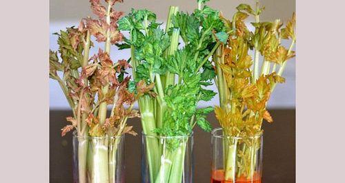 芹菜水培的方法与技巧