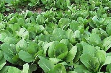青菜的生长周期（从种子到菜蔬）