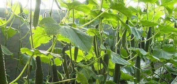 青瓜的种植季节与技巧（打造丰收的青瓜田）
