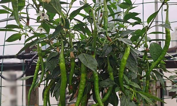 青椒的籽可以种吗（探究青椒种子的种植方法与注意事项）